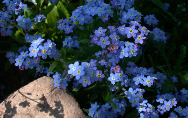  Forget-Me-Nots