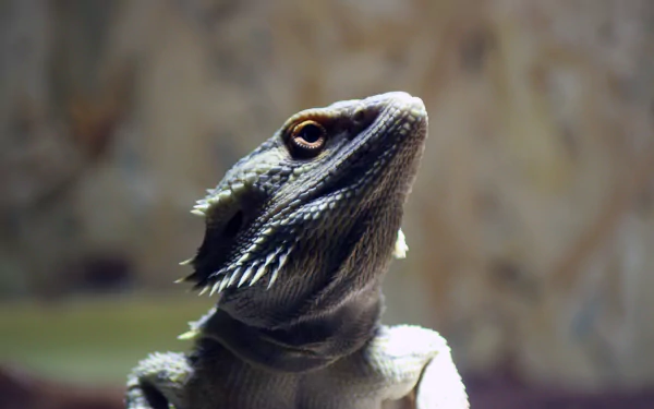 lizard Animal Bearded Dragon HD Desktop Wallpaper | Background Image