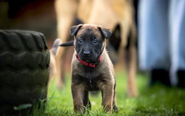 A 4K Ultra HD image of a Belgian Shepherd puppy standing on grass, wearing a red collar with an adult dog blurred in the background.