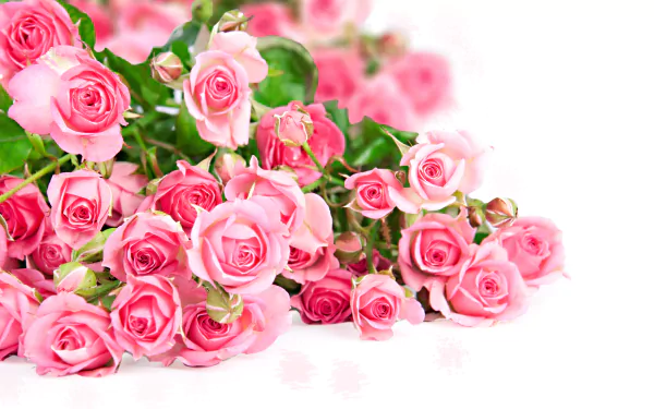 A vibrant arrangement of pink roses showcases the beauty of nature, enhanced in rich detail for a stunning 4K Ultra HD desktop wallpaper or background.