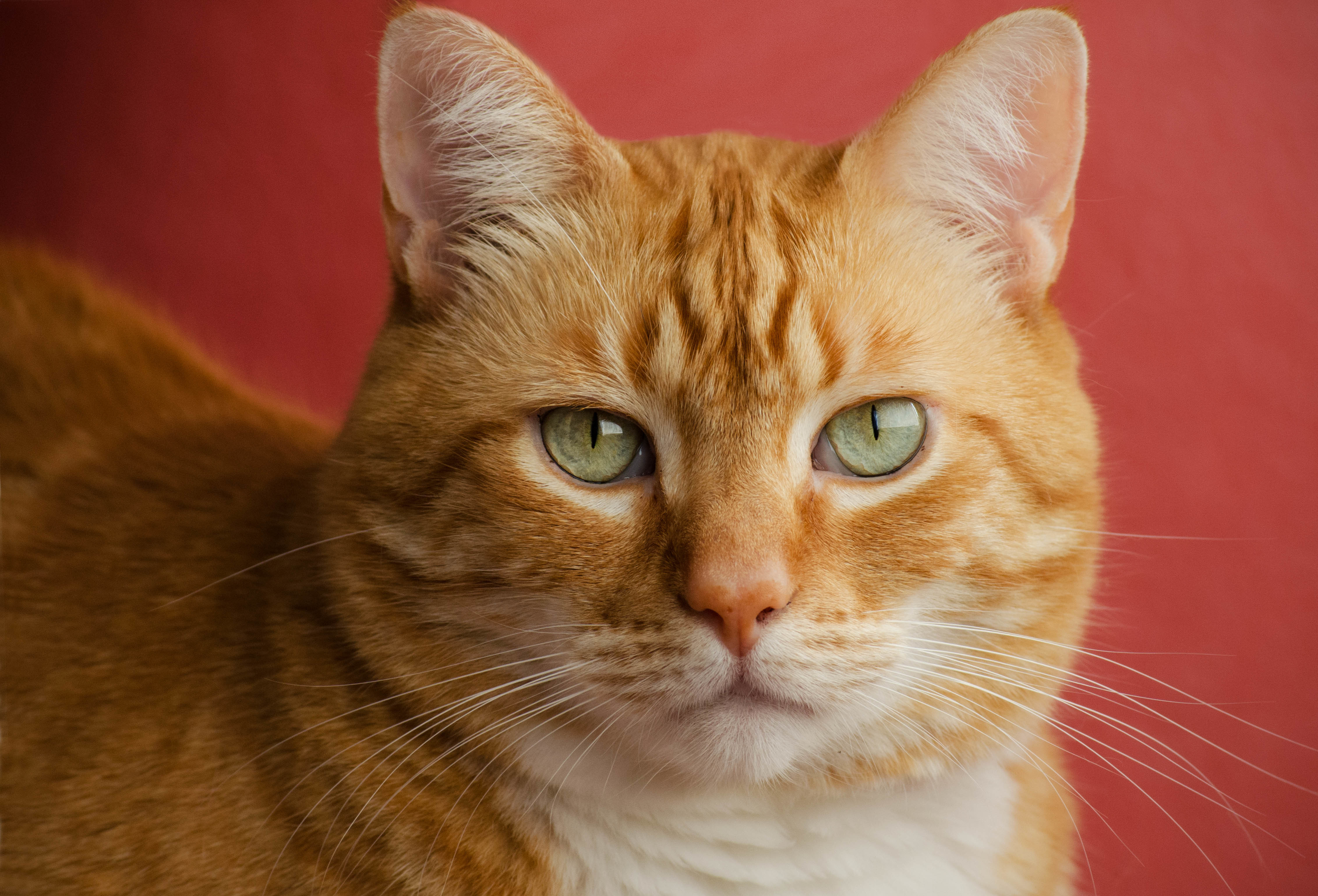 Породы кошек с рыжими глазами. Европейская короткошерстная табби рыжий. Бразильская короткошерстная кошка рыжая цейлонская. Бенгальская короткошерстная кошка рыжая. Европейский короткошерстный кот рыжий.