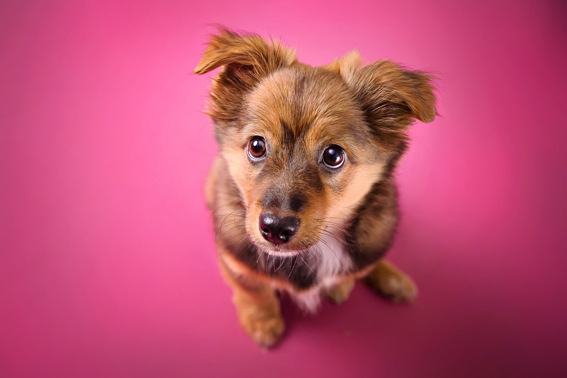 Animal Puppy HD Wallpaper