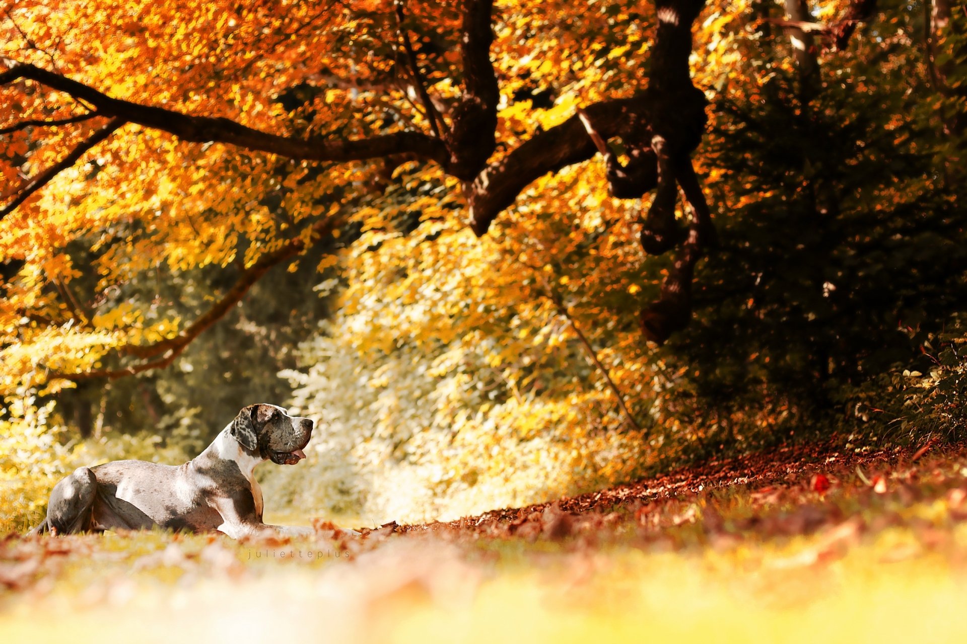 A Great Dane rests on a sunny autumn forest floor beneath colorful fall branches in this HD nature desktop wallpaper.