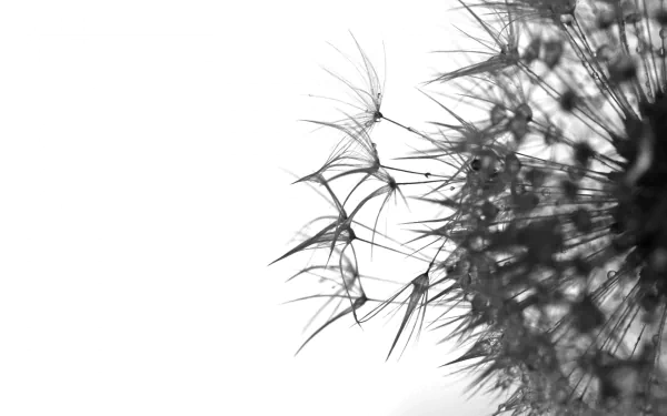 HD PC desktop wallpaper featuring a close-up black and white nature shot of a dandelion with delicate seeds gently dispersing.