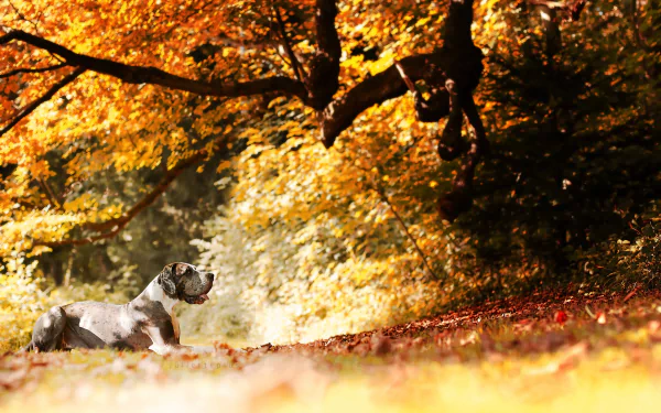 A Great Dane rests on a sunny autumn forest floor beneath colorful fall branches in this HD nature desktop wallpaper.
