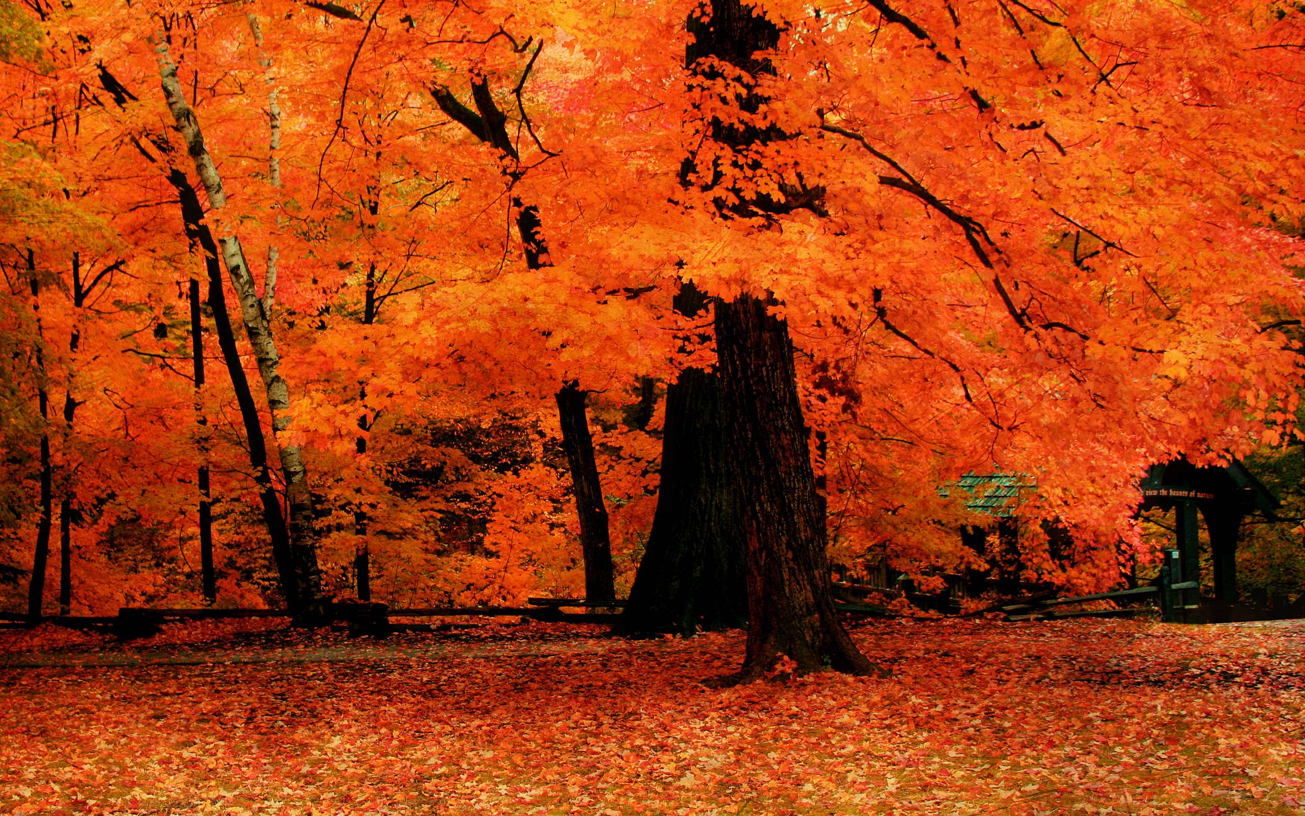 Orange Trees In The Park