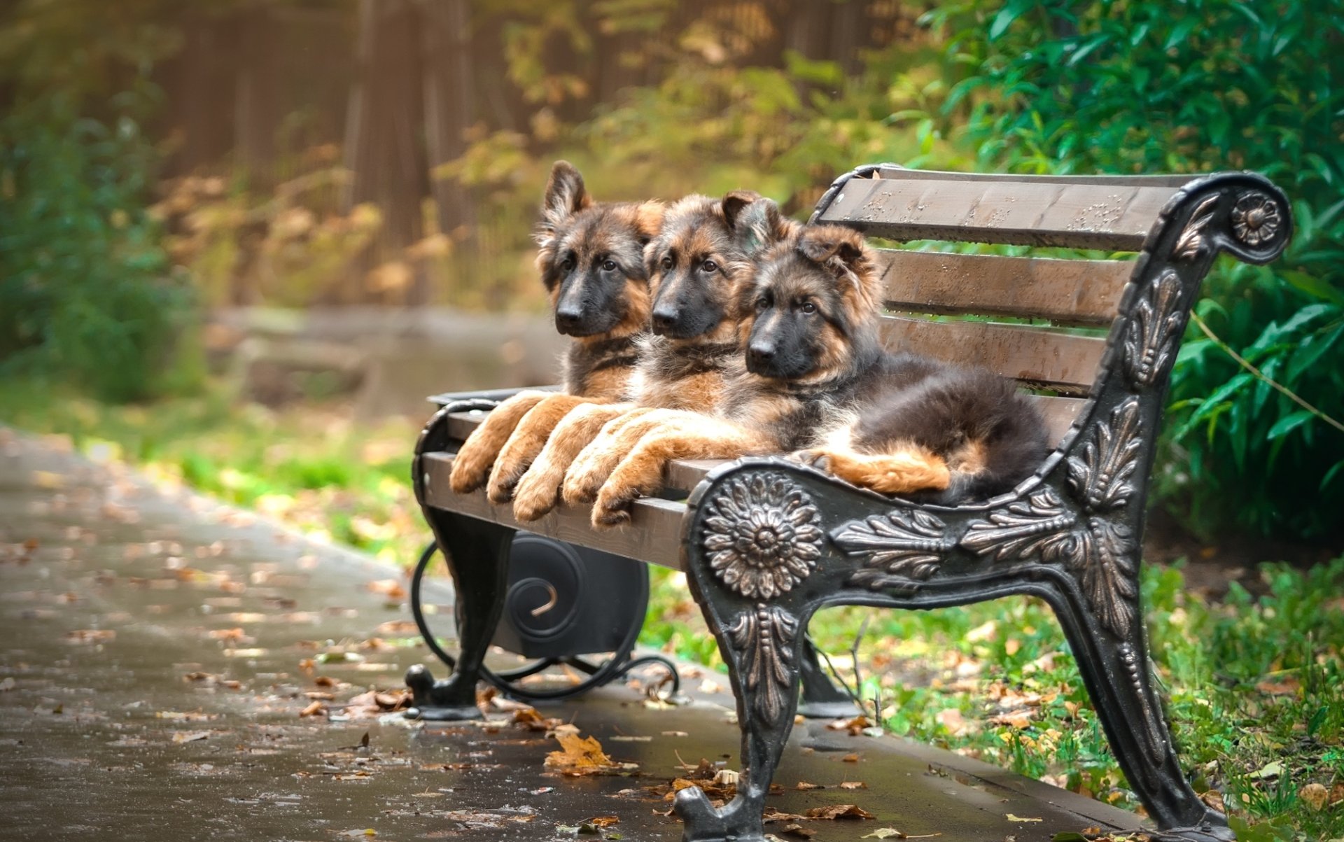 Three adorable German Shepherd puppies sit side by side on a bench, surrounded by autumn foliage, creating a charming and heartwarming scene for a desktop wallpaper.