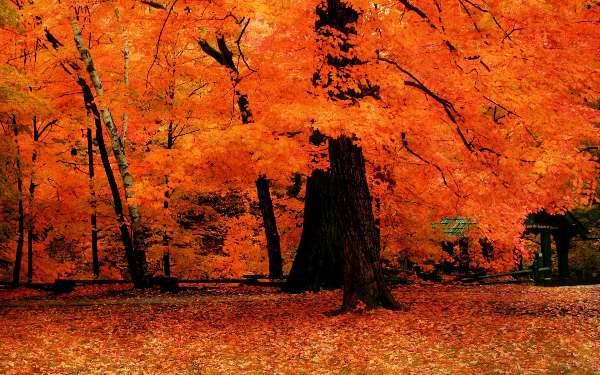 Orange Trees in the Park HD Wallpaper | Sfondo | 2559x1600