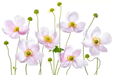 pink flower flower nature anemone HD Desktop Wallpaper | Background Image