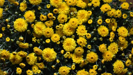 4K Ultra HD PC desktop wallpaper of a dense carpet of yellow chrysanthemum flowers in nature, close-up cluster of bright blooms and buds.