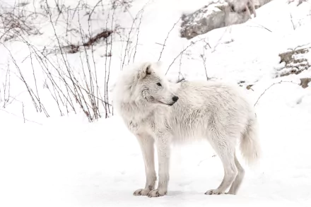 HD PC desktop wallpaper/background of a white arctic wolf standing in snow among sparse winter shrubs, looking to the right in a crisp winter landscape.