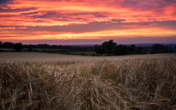 sky sunset summer field nature wheat summer sunset HD Desktop Wallpaper | Background Image
