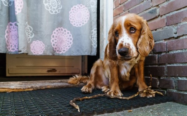 Animal Cocker Spaniel Dogs Dog Muzzle HD Wallpaper | Background Image