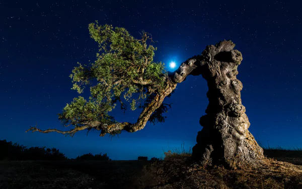HD desktop wallpaper featuring a twisted tree under a clear, starry night sky with a bright moon, showcasing the beauty of nature at night.