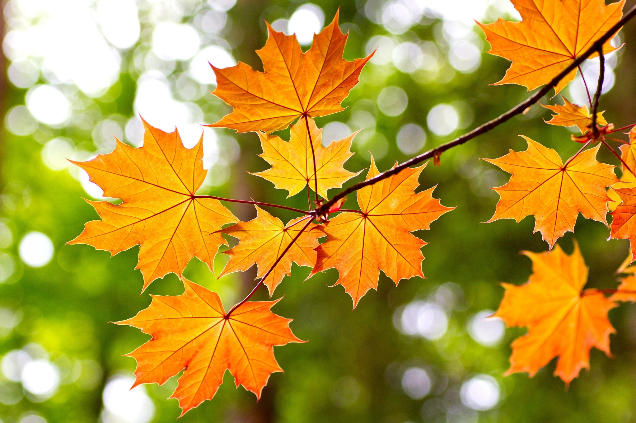 Autumn Maple Leaves HD Wallpaper | Background Image | 2044x1359