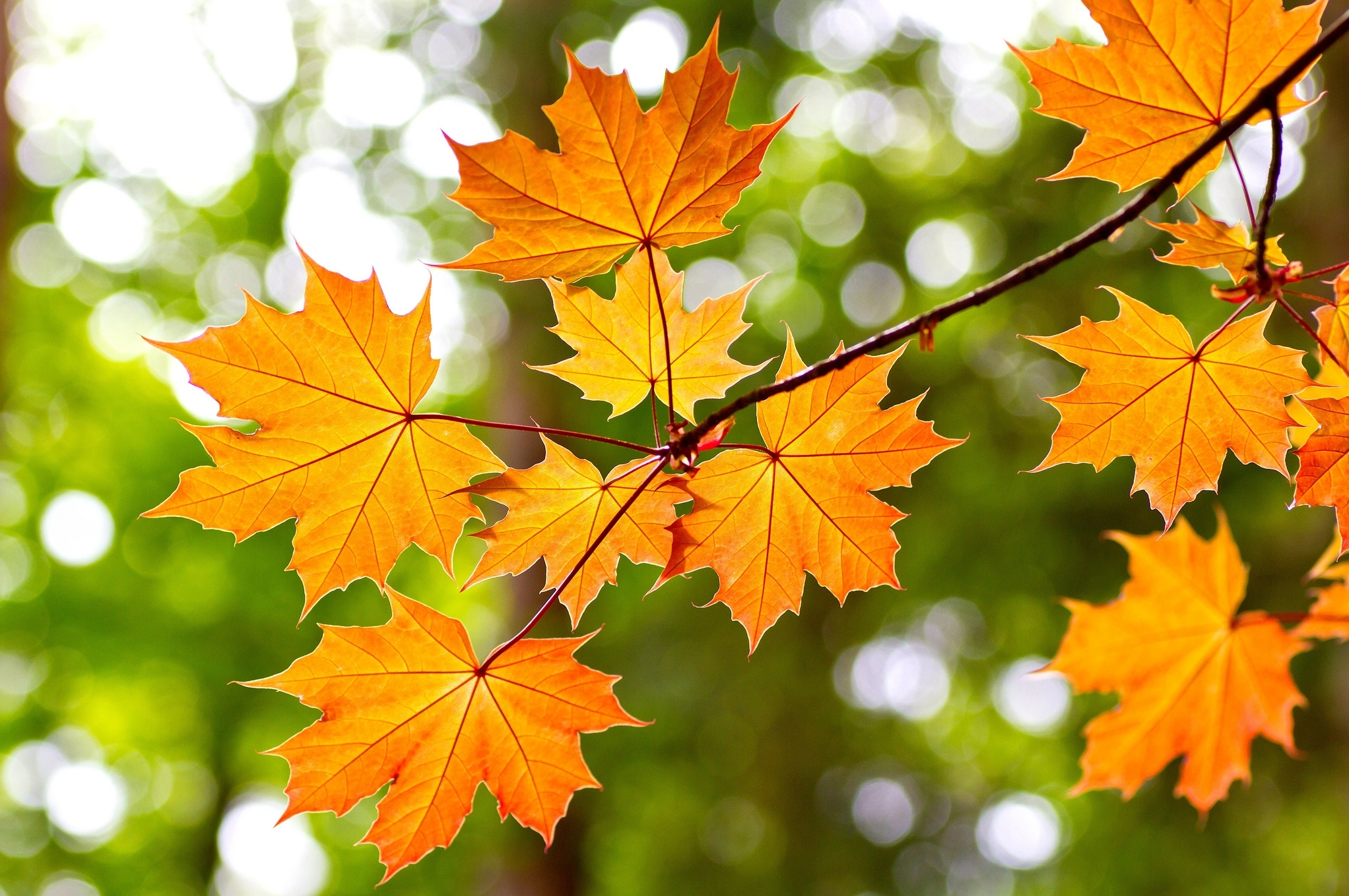 Download Bokeh Fall Maple Leaf Nature Leaf Hd Wallpaper 