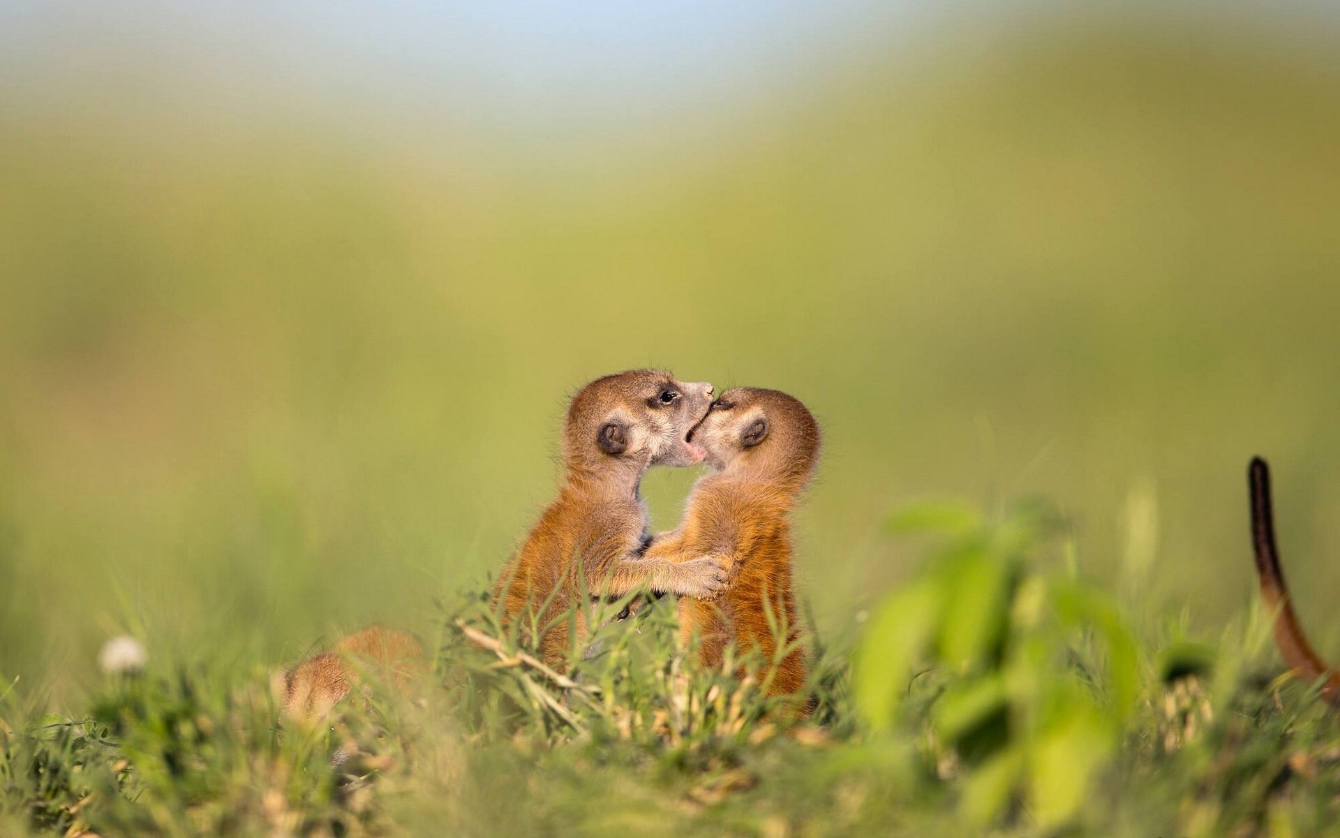 Cute meerkat pair nuzzling in a softly blurred grassy field, an animal-themed HD PC desktop wallpaper background.