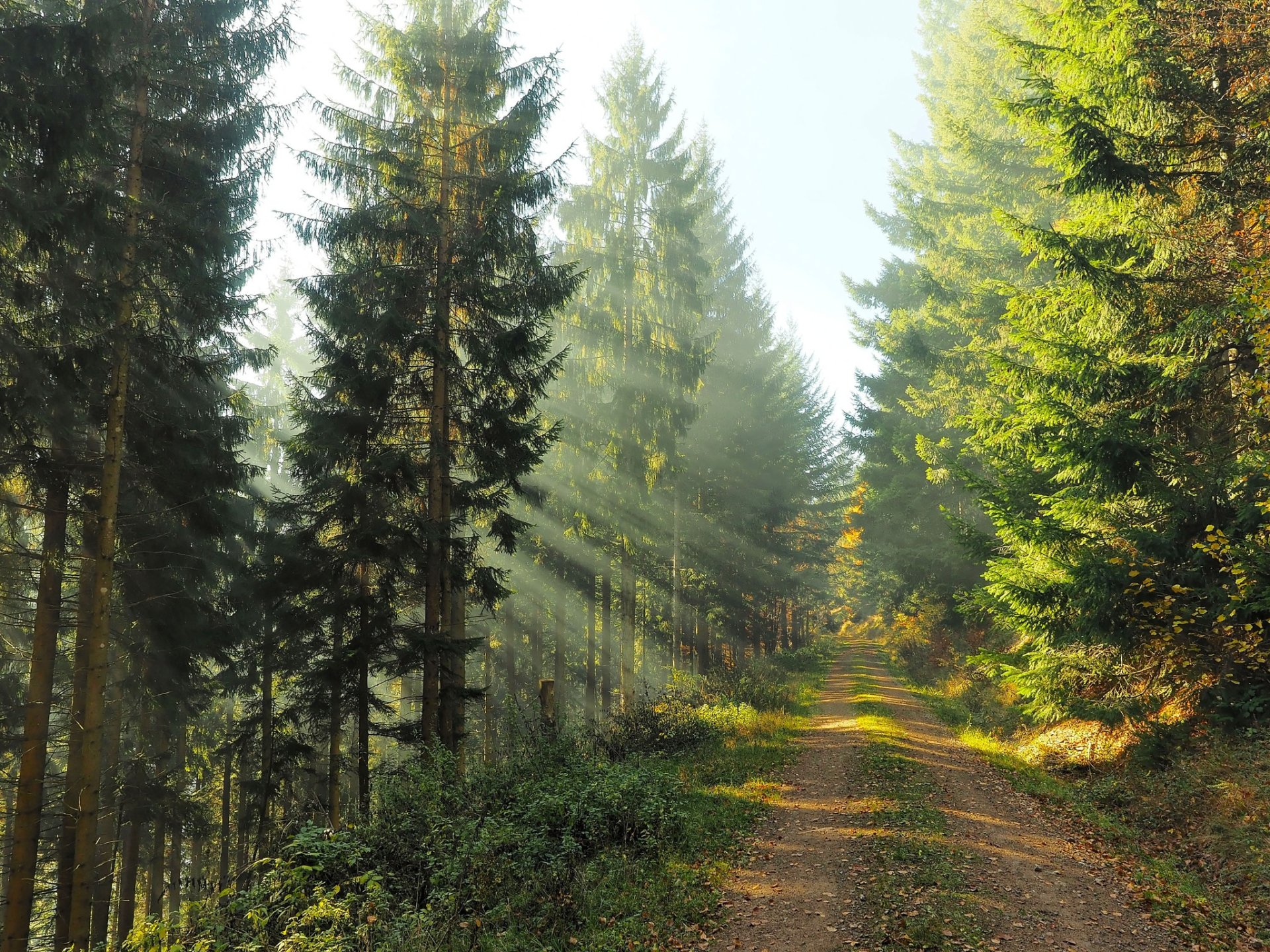 Sunbeams filter through tall trees along a dirt road winding through a lush forest, captured in HD for a serene nature PC desktop wallpaper.