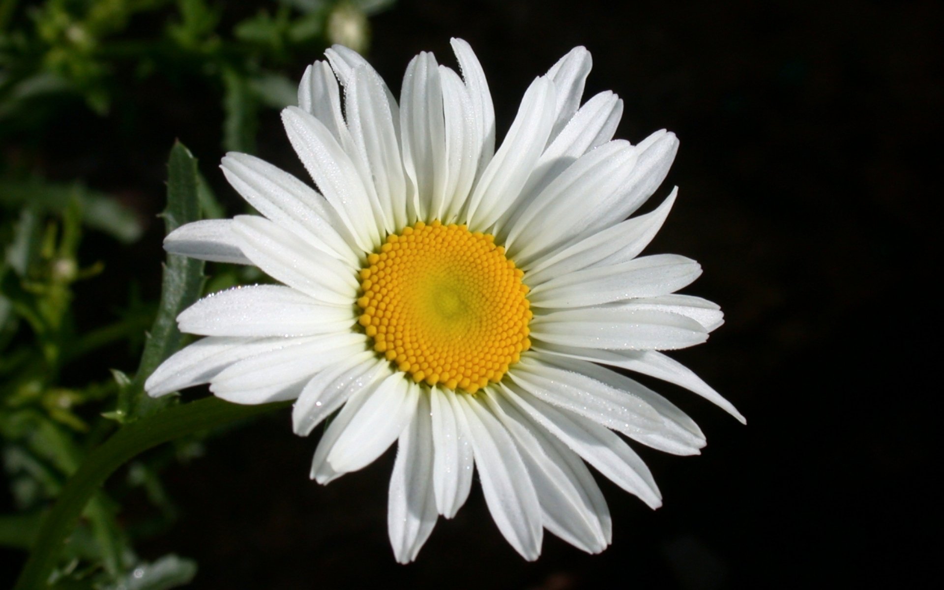 Nature Daisy HD Wallpaper