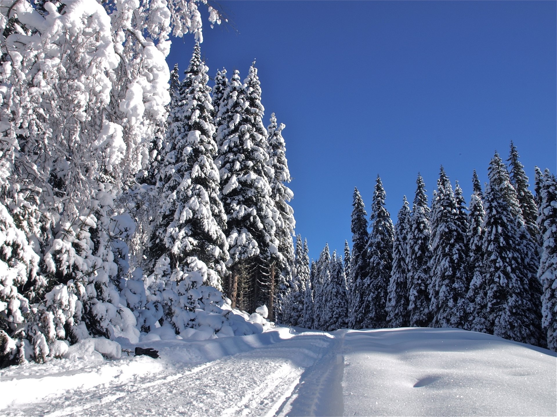 HD desktop wallpaper of a snowy forest path bordered by snow-covered trees under a clear blue winter sky, capturing the serene beauty of nature in winter.