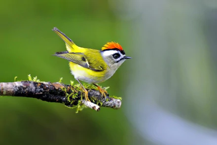  Golden-Crowned Kinglet