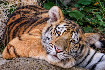 HD PC desktop wallpaper: close-up of a tiger's muzzle and face resting on a rock, framed by green foliage.