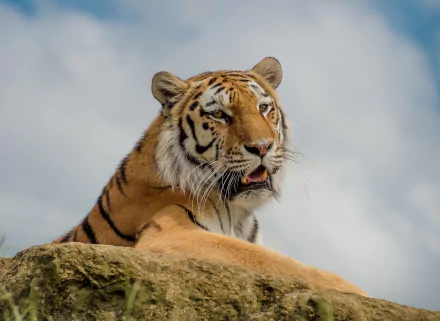 HD PC desktop wallpaper background: close-up of a tiger's muzzle and face as the animal rests on a rock against a soft, cloudy sky.