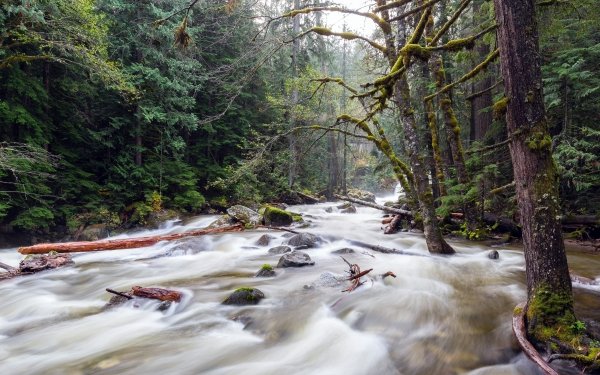 Earth River Foam Nature Forest Tree Moss HD Wallpaper | Background Image