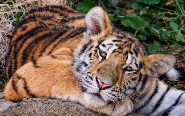 muzzle Animal tiger HD Desktop Wallpaper | Background Image