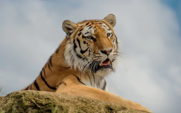 muzzle Animal tiger HD Desktop Wallpaper | Background Image