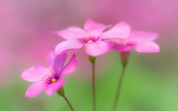 A close-up macro shot of delicate pink oxalis flowers in bloom, set against a soft green and pink blurred background, captured in HD quality.