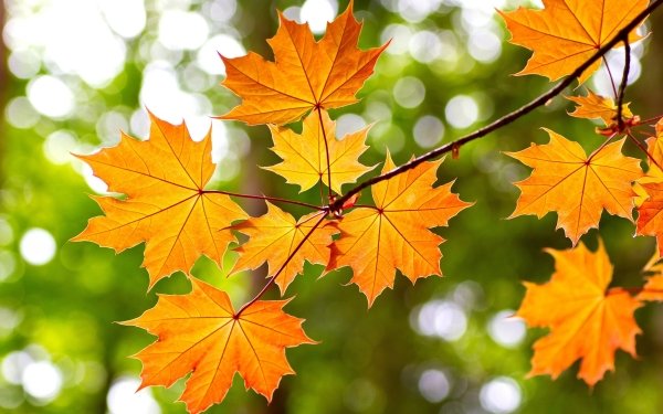 Earth Leaf Maple Leaf Fall Bokeh HD Wallpaper | Background Image