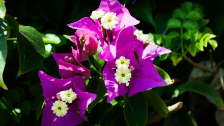 Vibrant purple and white bougainvillea flowers in full bloom against lush green foliage, captured in 4K Ultra HD as a stunning nature desktop wallpaper.