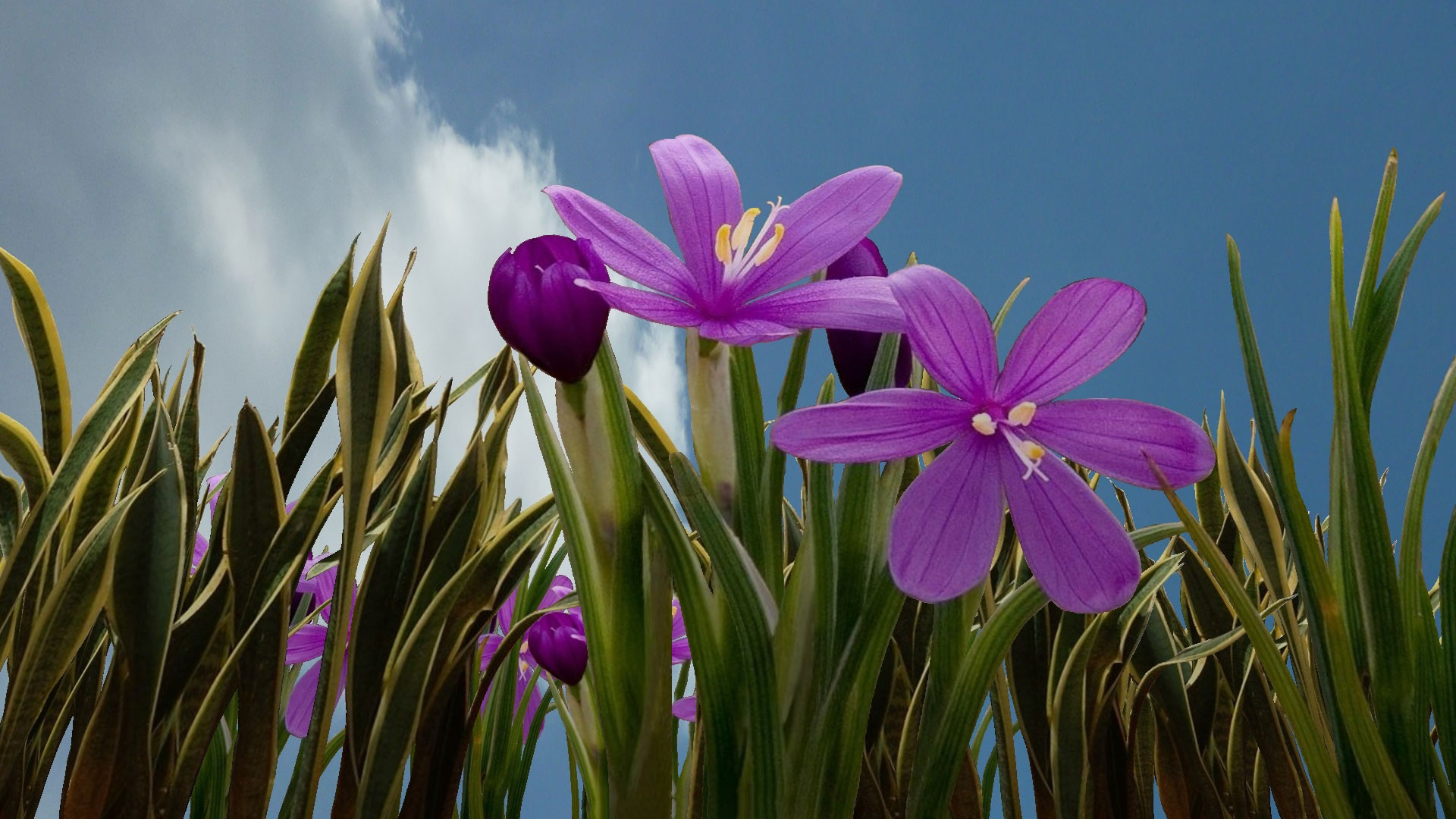 Purple Flowers HD Wallpaper | Background Image | 1920x1080