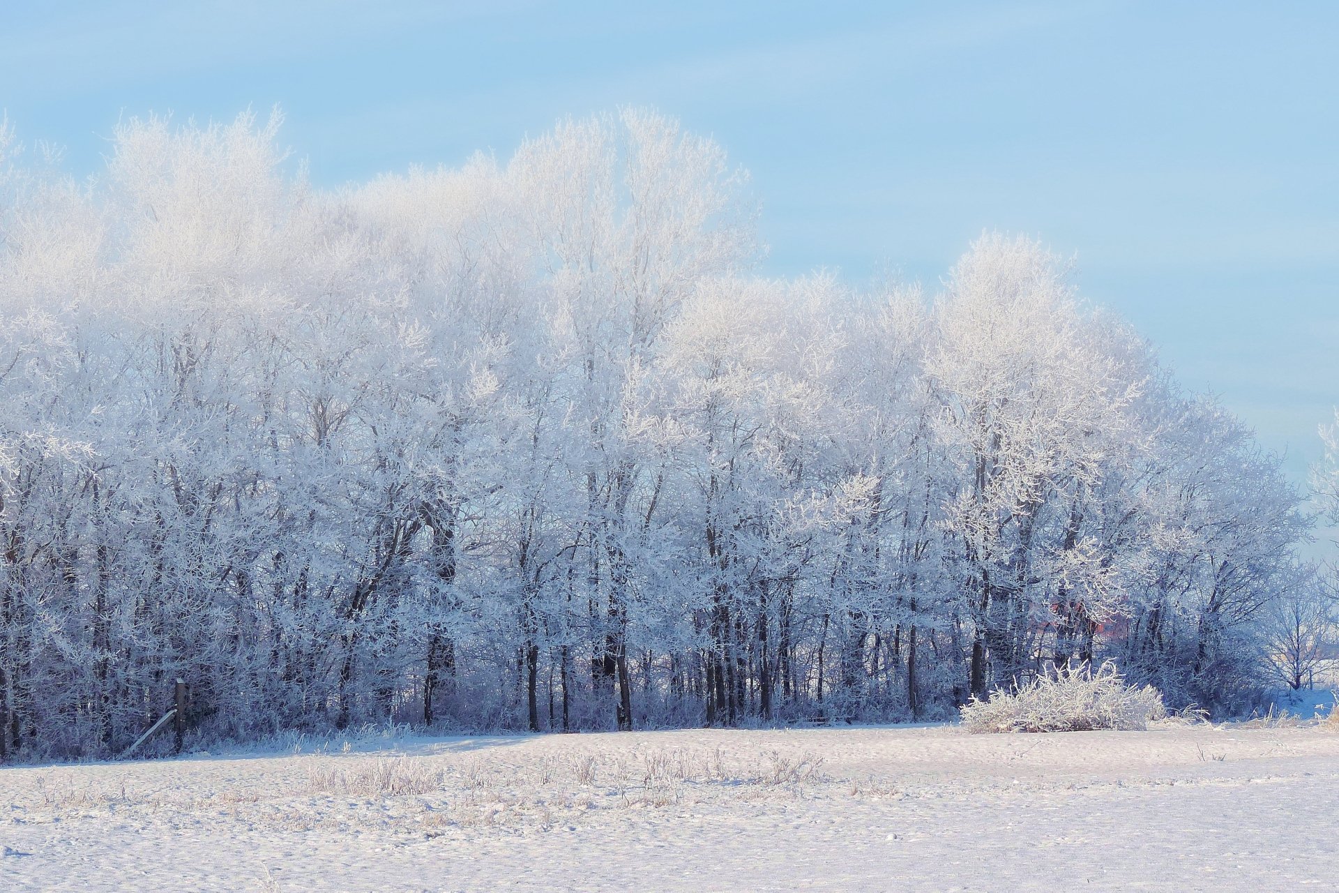 Download Tree Snow Nature Winter 4k Ultra HD Wallpaper | 4272x2848 ...