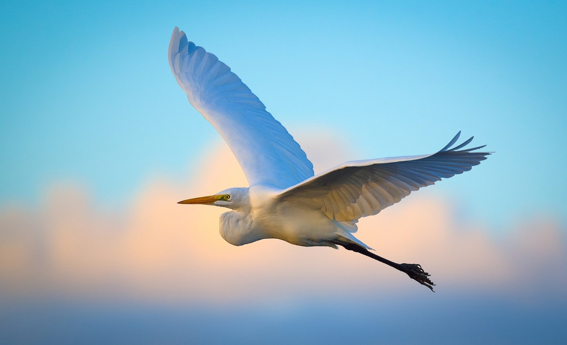 Download Bird Animal Egret HD Wallpaper