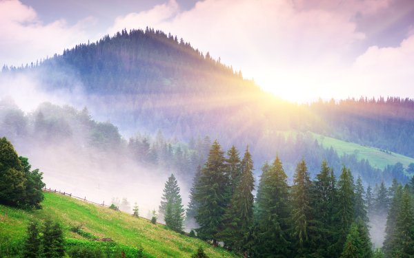 Earth Sunbeam Fog Nature Tree Mountain HD Wallpaper | Background Image