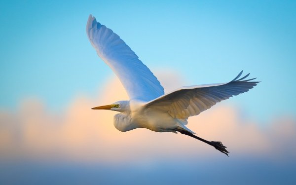 Animal Egret Birds Egrets Bird HD Wallpaper | Background Image