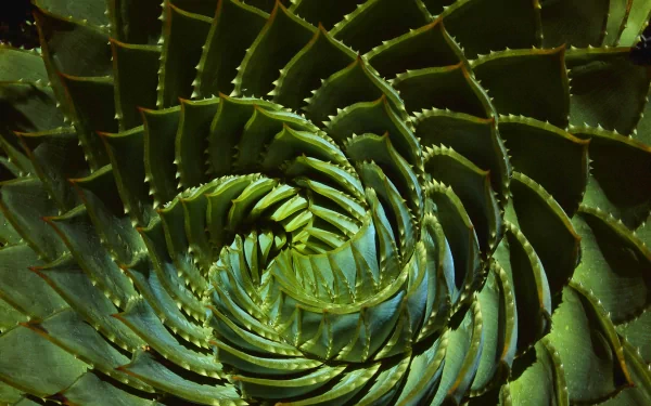 Close-up 4K Ultra HD desktop wallpaper showing a detailed spiral pattern of green succulent leaves in nature.
