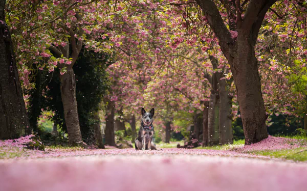 An Australian cattle dog (animal) sits on a blossom-strewn spring path beneath flowering trees; shallow depth of field, HD PC desktop wallpaper/background.