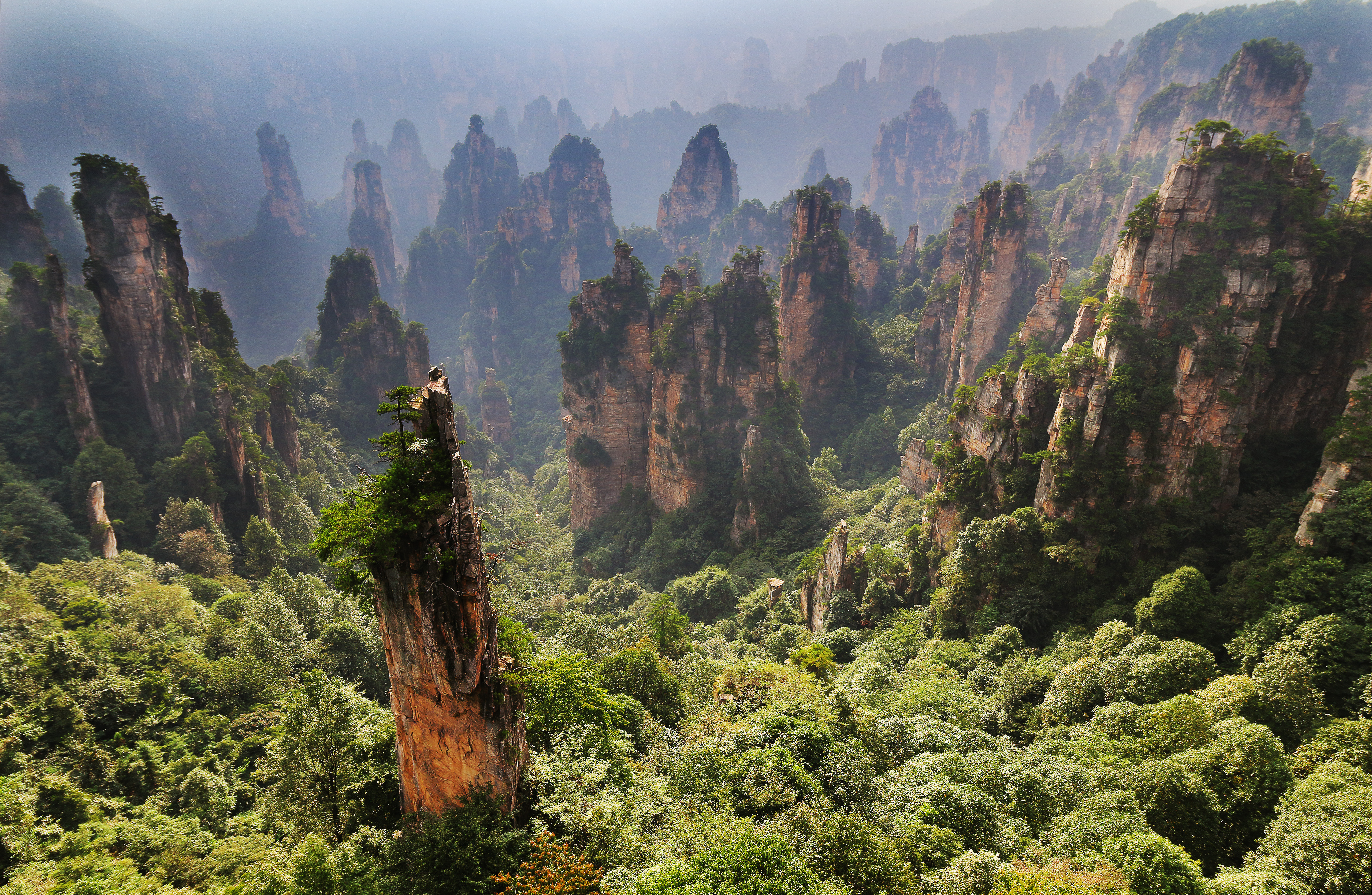 Forest in Hunan, China