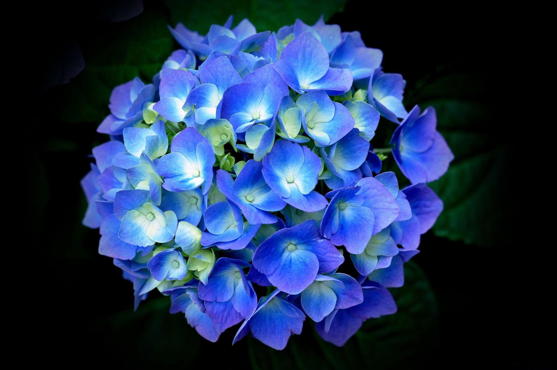 Hoa cẩm tú cầu - một loài hoa tuyệt đẹp với màu sắc đa dạng và bắt mắt. Hãy chiêm ngưỡng hình ảnh của hoa cẩm tú cầu để tận hưởng vẻ đẹp trong từng cánh hoa.