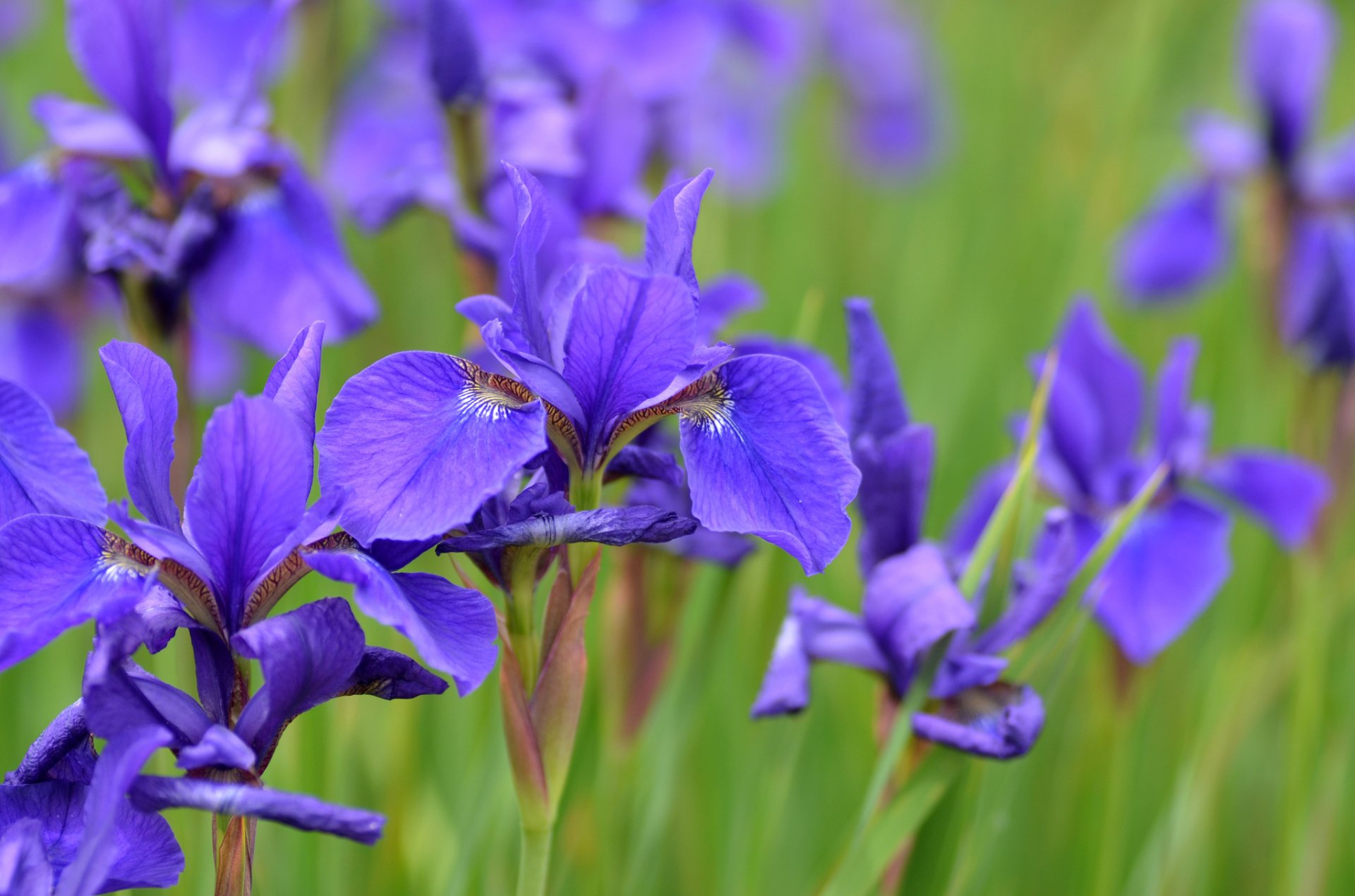 Download Blur Purple Flower Nature Flower Iris HD Wallpaper