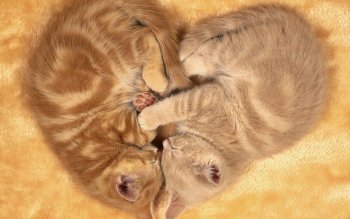 two cats curled up in an embrace - Two Cats - Pin