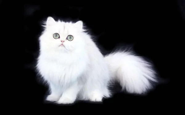 A fluffy Persian cat with bright green eyes sits against a black background, showcasing its luxurious coat. This HD image serves as a striking desktop wallpaper.