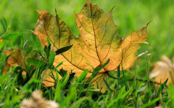 Earth Leaf Close-Up Grass HD Wallpaper | Background Image