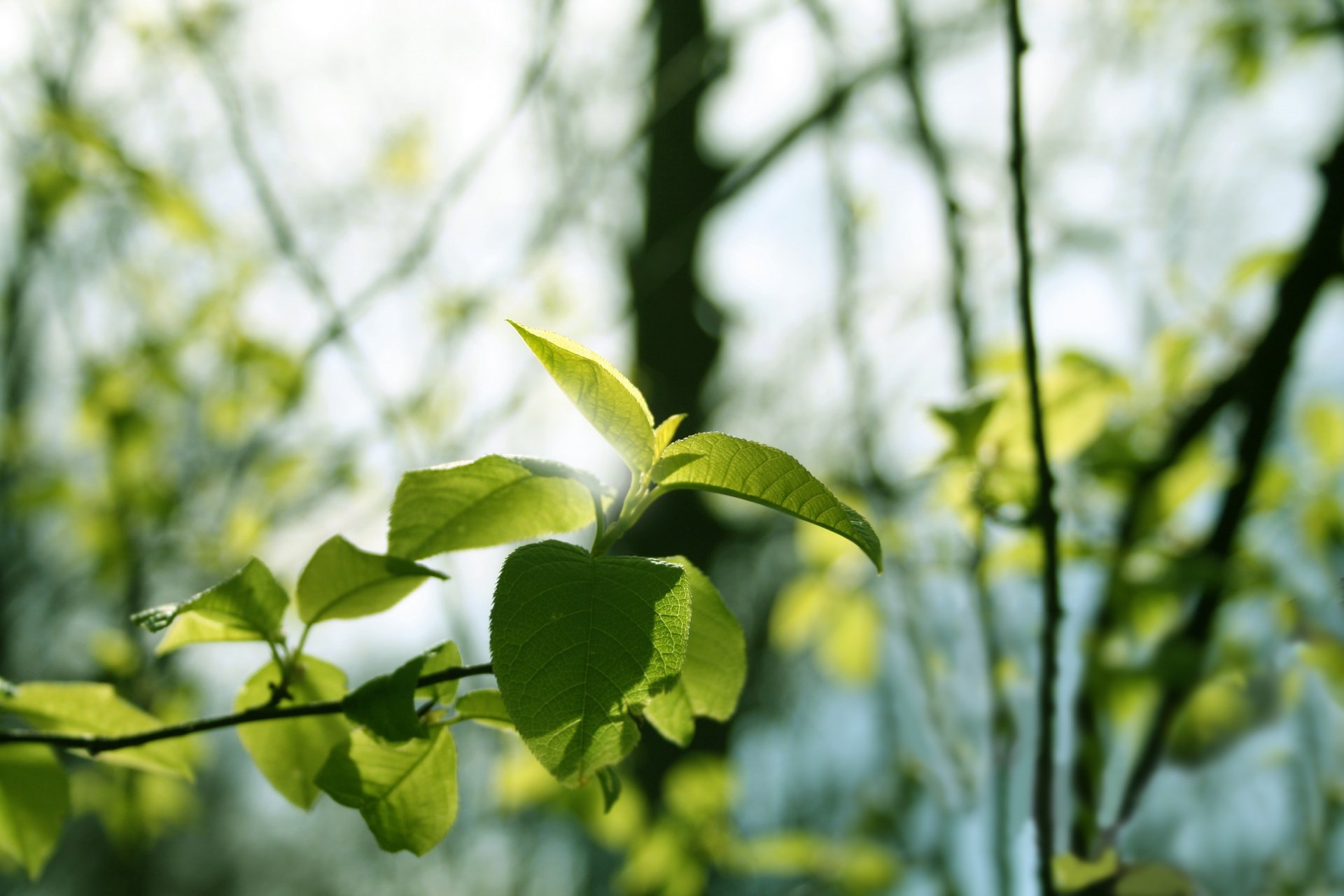 A close-up of vibrant green leaves illuminated by soft sunlight, creating a serene atmosphere in nature. This image serves as a beautiful HD desktop wallpaper and background.
