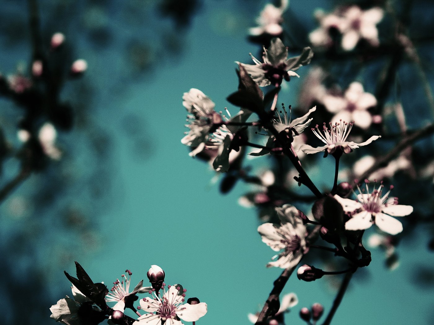 HD desktop wallpaper featuring delicate pink flowers blooming on branches against a soft turquoise sky background, highlighting nature’s serene beauty.
