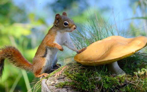 Animal Squirrel Rodent Close-Up Mushroom Moss HD Wallpaper | Background Image