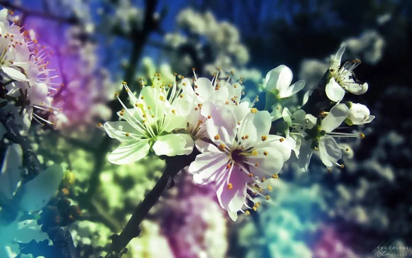 HD desktop wallpaper featuring white blossoms with pastel hues in a nature setting.